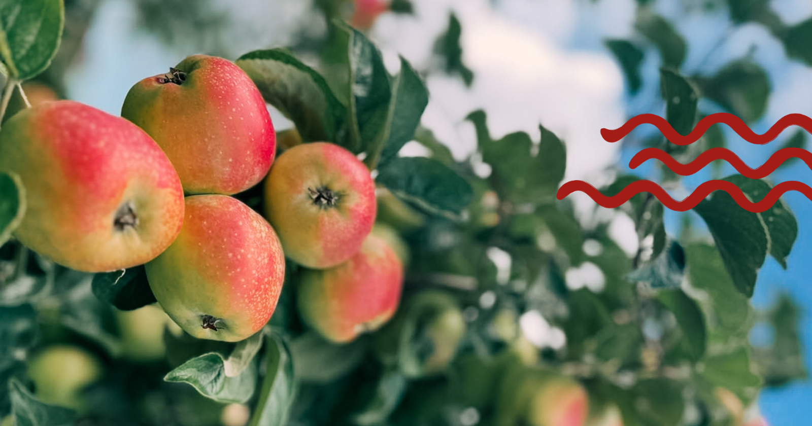 Historien om Filippa-æblet | VisitSvendborg