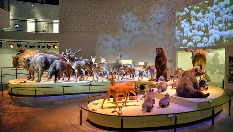 Naturama udstilling