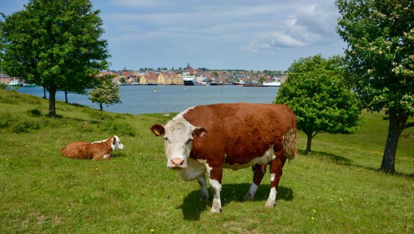 Skansen