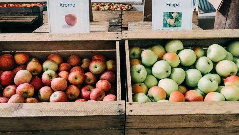 Filippaæbler, Ullemose Frugt i Svendborg