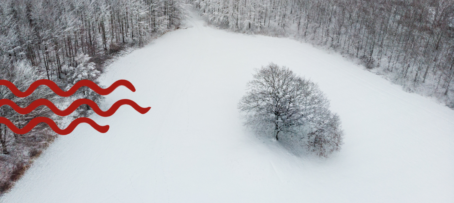 Vinter i Svendborg, sne i Hallindskoven