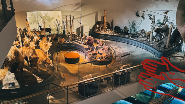 Naturama i Svendborg