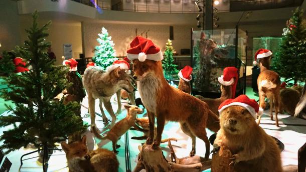 juleudstilling, nissehue, Naturama, museum