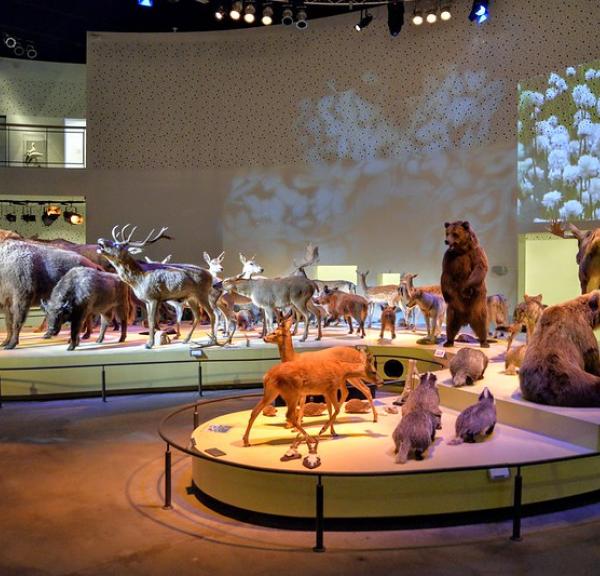 Naturama udstilling