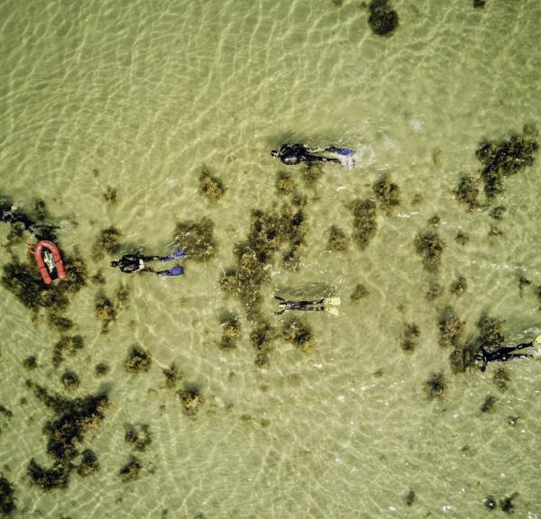 Snorkling Sydfyn