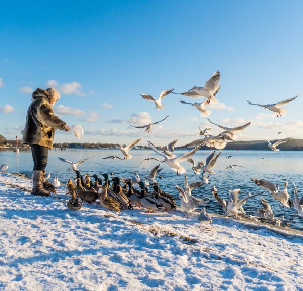Vinter ved Christiansminde i Svendborg - fugle fodres