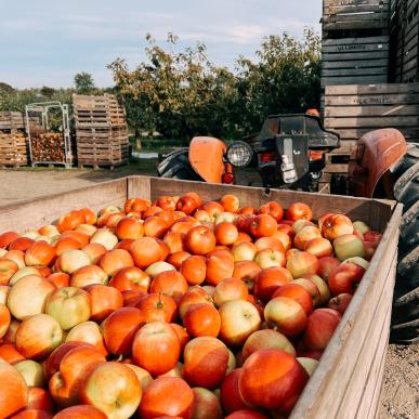 Æbler, frugt, lokale fødevarer, lokalt produceret 