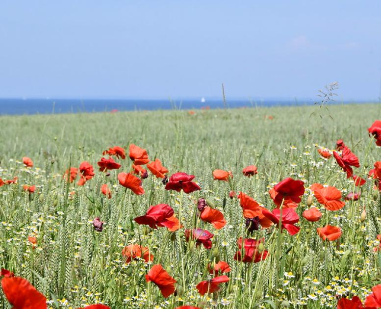 Blomster på mark